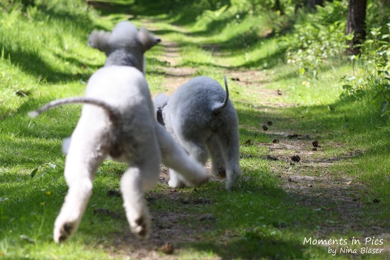 2010-05-29 Alanna und Svet (14).jpg - Airis Blue Volshebny Svet & his daughter Arc-en-ciel Alanna 2010-05-29